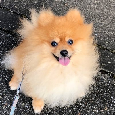 ポメ様♡14kgf ポメラニアン 麦(ムギ) (@sLZiGlwl0ikJoBi) / Posts / X