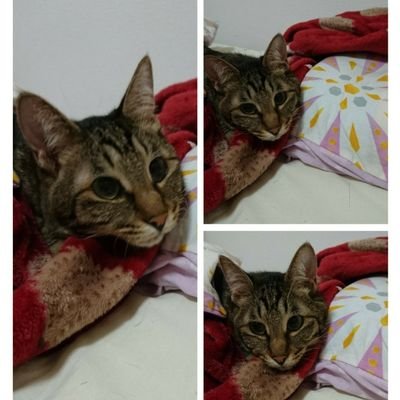 harugoma9's profile picture. 6匹の飼い猫と多頭飼育放棄からの預かり2匹、合計8匹の猫と暮らしています

「ピースにゃんこ 函館」うめこさんの保護猫活動のお手伝いを微弱ながらしております。

2021年9月に出会い10月2日様々な先天性疾患もちのゴマちゃんが亡くなりました。

2025年6月22日16時23分ハル永眠

😼猫狂愛😼