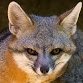 GreyFoxx2020's profile picture. i have a internet DJ show with great music to listen to and have fun...message me and i will tell you how to get show...I also collect Hockey cards and coins.