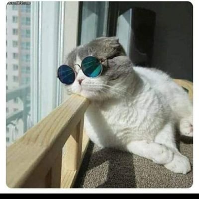 FrankMoscoso3's profile picture. 