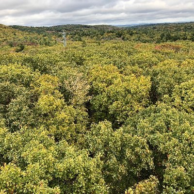 Plants & fluxes & plants & remote sensing & plants enthusiast. 
Postdoc @HawkeyeGEOG; PhD @HarvardOEB