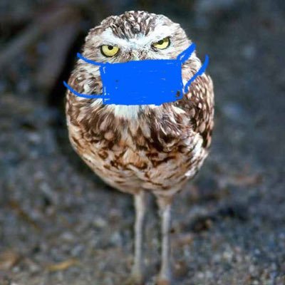 adistractedbird Profile Picture