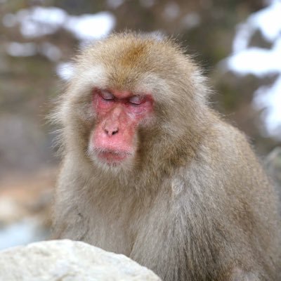 🇨🇳中国と🇹🇼台湾の間でゆれた横浜中華街を描いたドキュメンタリー映画 『華のスミカ』(2021年劇場公開)を製作・配給した弱小な人