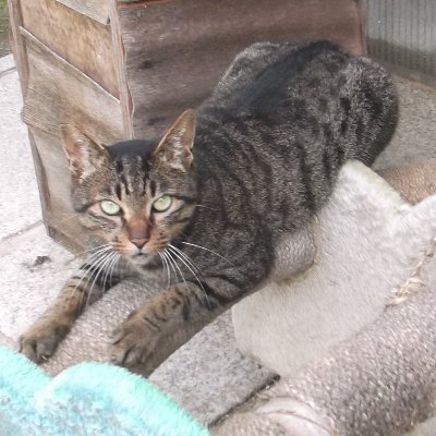 オンラインストア直売 ☆アンブレラ・乗っかりチビ猫・お花・ピアス