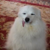 Doug Strand🇺🇦 🏳️🌈 (@phdjdoug) 's Twitter Profile