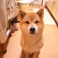 めぐま (@meguma51) 's Twitter Profile
