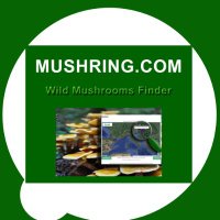 Mushring.com(@mushring) 's Twitter Profile Photo
