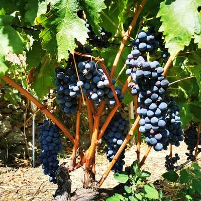 MinutoliA's profile picture. 