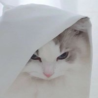 반곰 (@lstm4w1) 's Twitter Profile