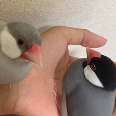 いずみん 文鳥垢 この寝方可愛い 文鳥 文鳥かわいい いずみん 文鳥垢 この寝方可愛い 文鳥 文鳥かわいい