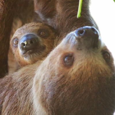 ぺろみさんのプロフィール画像