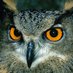 Bubo bubo (@bubobub98523309) Twitter profile photo Bubo bubo (@bubobub98523309) Twitter profile photo