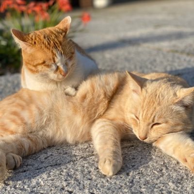 かずっち🐣🌱 (@o_owwwkey) / Posts / X