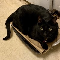 Pepper Hoyle (@sirpeppercat) 's Twitter Profile