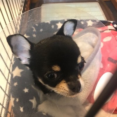 30代半ばにて資産運用に興味持ち始めました。
トラリピ、投資信託、仮想通貨始めました。
ブログで実績公開中です。https://t.co/YQpj8s0pU9
チワワ2匹飼ってます🐶