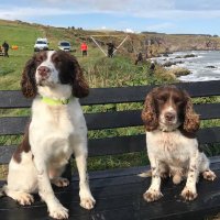 Mac, Coorie & Diesel (@sfrsdog) 's Twitter Profile