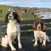 Mac, Coorie & Diesel (@sfrsdog) Twitter profile photo Mac, Coorie & Diesel (@sfrsdog) Twitter profile photo