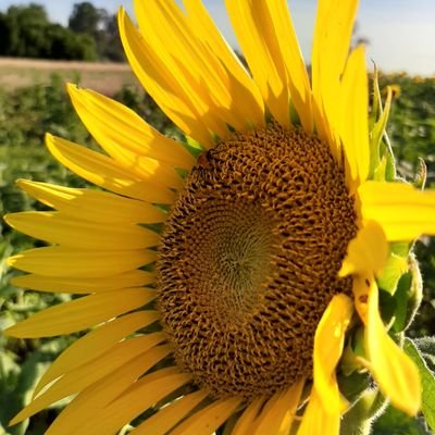 SarahGu88632174's profile picture. 