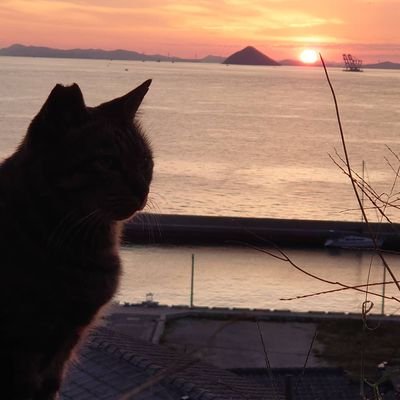 sunset_cathouse Profile Picture