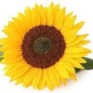 DCHS_Disability's profile picture. Disabilities and Long-Term Conditions Staff Network: Colleagues are welcome to join as a member or ally to advance equality, diversity and inclusion @dchstrust