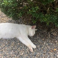 まりし セ界制覇する全裸中年男性 (@marishiokayama) 's Twitter Profile Photo まりし セ界制覇する全裸中年男性 (@marishiokayama) 's Twitter Profile Photo