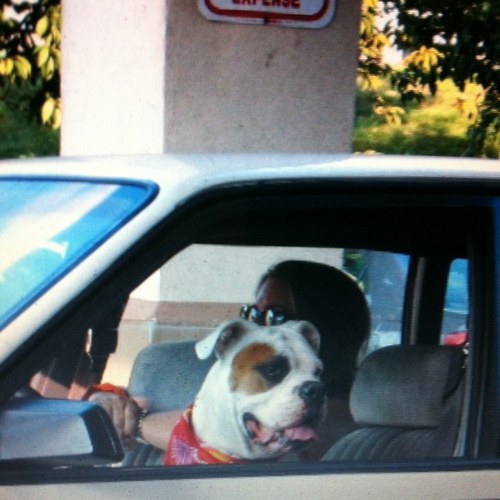 Driving_dog's profile picture. 3년에 10억만 모으자~