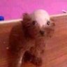 mariahcarey2006's profile picture. party girls aren't supposed to get hurt, but here I am hurting