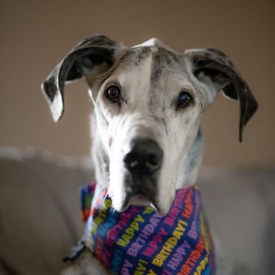 Brit4n6's profile picture. 