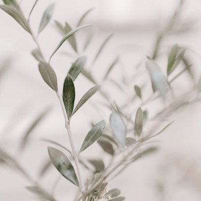 AbrarAgili's profile picture. linguistics 📚