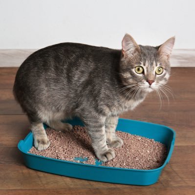 BilkoLitterbox's profile picture. #haleshoe Would kill a pigeon for April Stevens. She/Her