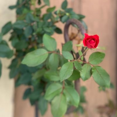 DebEncarnacion's profile picture. CEO of I ❤️My Life 😁 Health and Wellness Enthusiast 🍎😊💪Meditation Addict 🙏