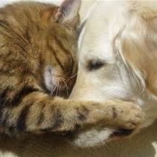 We are an Animal Campaign, working to protect cats & dogs in Asia. Our primary focus is on ENDING the dog/cat meat trade in China, South Korea and India.