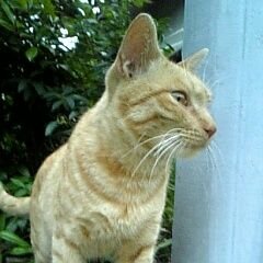 動物が大好きです！猫4 亀1 と暮らしてます。
聖飢魔IIの信者です🤟デーモン閣下、ジェイル大橋代官が好きすぎる☆うさまる ・東京トガリ・北海の魔獣あざらしさん・タヌキとキツネ・ただのなまけもの・うるせぇトリ・ちいかわ・おでかけ子ザメ・パンダと犬・自分ツッコミくま・さすねこ・人生はウーパールーパー・ごきげんぱんだ♡