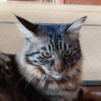 たまあき (@t_maki99) 's Twitter Profile