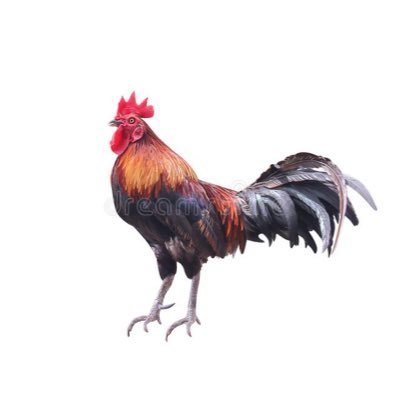 rdflCOCKS's profile picture. Biggest Cocks in the RDFL🐓🐓🐓