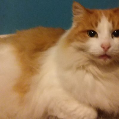 Chris Bullock Profile