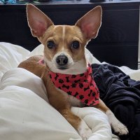 Hugo Chihuahua(@chihuahua_hugo) 's Twitter Profile Photo