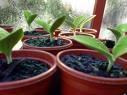 Offering helpful insight on current green industry issues, local San Diego upcoming events, and fun tree facts.