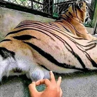 Kitumijasi3's profile picture. Arsenal is the only thing that matters