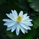 JackieZzh's profile picture. 