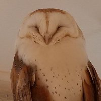 inco_crazy (@incocrazy) 's Twitter Profile
