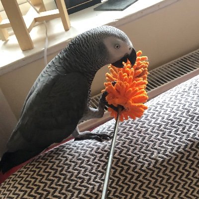 parrotfan Profile Picture