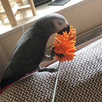 parrot fan (@parrotfan) 's Twitter Profile Photo parrot fan (@parrotfan) 's Twitter Profile Photo