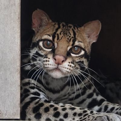 元バンギャ。(主にPIERROT、Waive)

猫4匹います。全て保護猫。ただの猫科好き人間🐈️

好きなのはプロ野球(🐯・🐹・🐃)、高校野球、水樹奈々さん、フィギュアスケート、鉄道(乗り鉄)、飛行機全般、全国の動物園巡り。

F18.25.34、T15.29、Bs13.19.21推し。