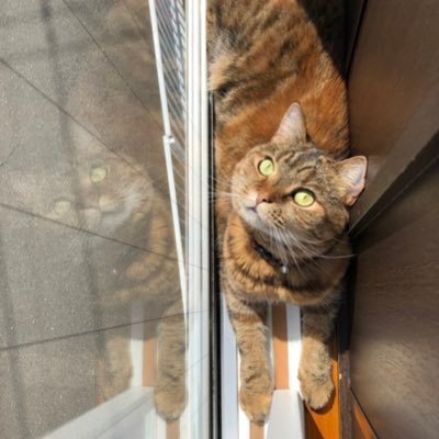 海辺が好き 台湾が好き 美味しいものと旅行が好き 国内は温泉好き そして猫大好き 雑多すぎるアカウントが旅行の情報収集と過去の旅の思い出、日常などを呟いてます。時々ヲタク。極々微量のサッカー成分。ヘタクソ写真師範。バ部🥖無言フォロー失礼します。