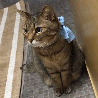 無言フォロー🆗ですがDM❌です #猫 #ネコ #にゃんこ #ニャンコ #猫好き #キジトラ #きじとら #ねこ大好き #猫大好き #ネコ好き #ねこ好き #にゃんとも #cat #CAT #happycat #cutecat #kitten #kitty #kittens #虹の橋 #ありがとう #元気でね