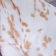 azure_s_e's profile picture. 西のSUPER組