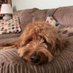 DougDog (@dogdougdog) Twitter profile photo DougDog (@dogdougdog) Twitter profile photo