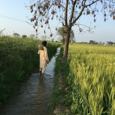 HarkeshBrar1's profile picture. 