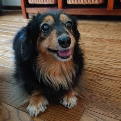 ピーコ 幸せホルモン 犬と優しく触れ合ったり穏やかな気持ちで見つめ合ったりすることで 幸せホルモン や 愛情ホルモン 絆 ホルモン などと呼ばれるホルモンが多く分泌されるということが分かっています ナナとがいるだけでほんと幸せ